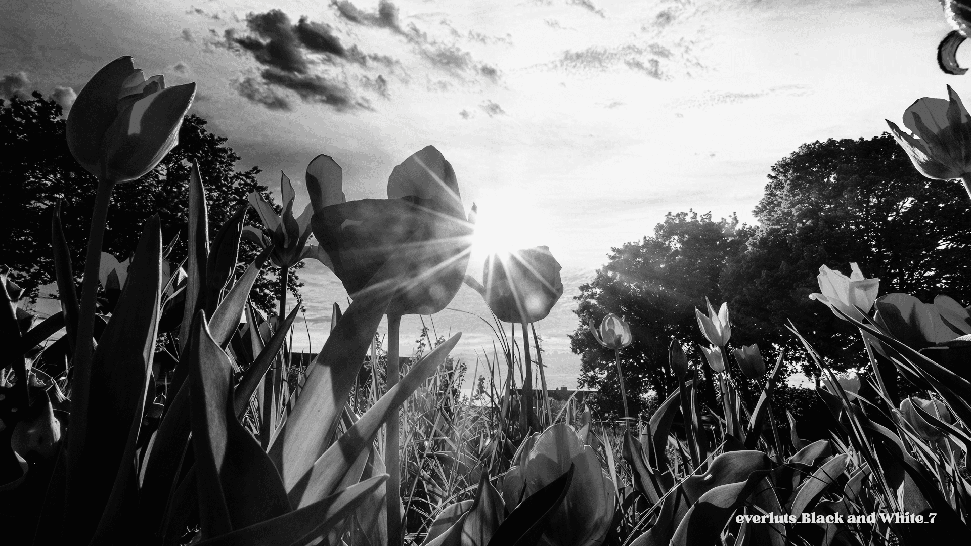 Everluts Black and White